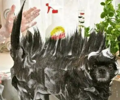 出差了留老婆一个人在家,看到她发来的照片,怎么感觉有点绿哈哈哈哈
