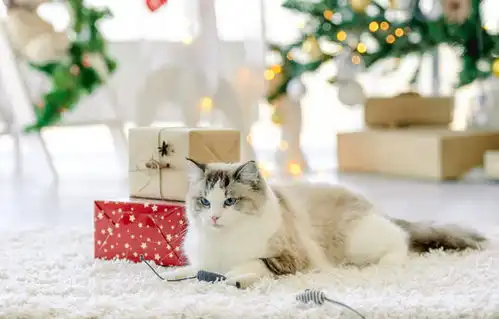 点击来源直接获取大图文件圣诞节时的布偶猫摄影搞笑猫猫高清大图
