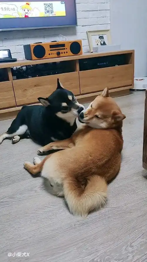 爆笑萌宠之上海柴犬爷叔泡小妹妹的后果
