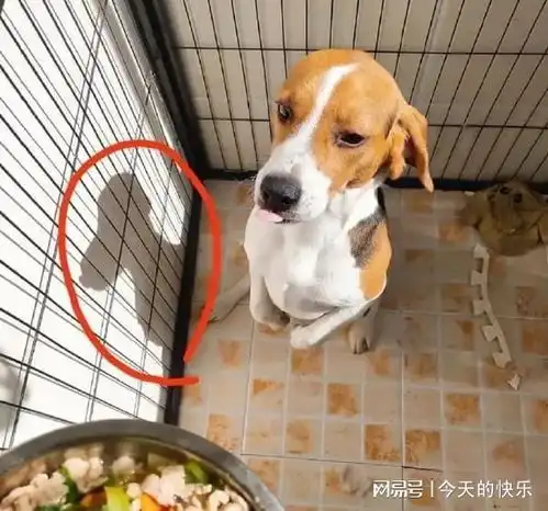 搞笑图片第656期强者从不畏惧困难,因为他们总能另辟蹊径
