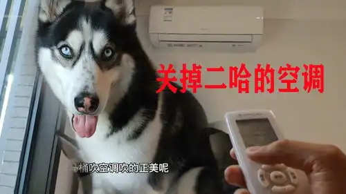 狗狗美滋滋得吹空调,主人突然把空调关了,二哈会是啥反应爆笑萌宠百善乘着春风传递爱
