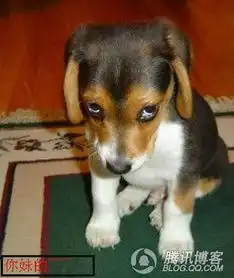 一哥们发一状态哥的微笑,百度不到,
