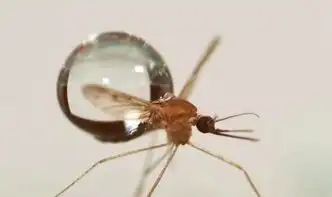 它为什么不会被雨水砸死
