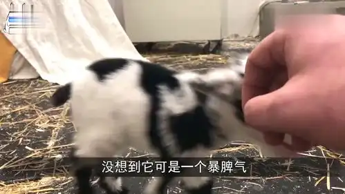 小宝宝第一次见小羊,不料和小羊吵了起来,镜头记录搞笑画面
