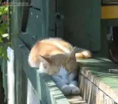 mm哪儿都能睡
