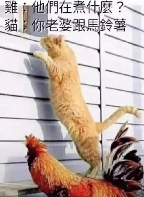 搞笑动物大赏,关注我
