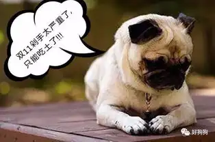 养一只自带魔性的巴哥是一种什么体验
