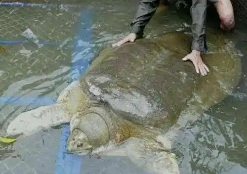 鼋字怎么读在中国被誉神鼋的物种,近日现身柬埔寨

