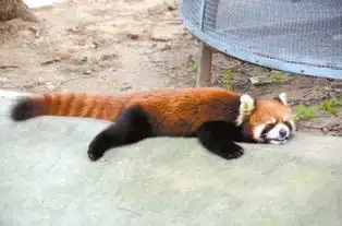 北京野生动物园避暑热觅清凉小熊猫全身贴地
