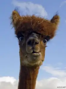 网友晒羊驼搞怪照片哥勒特傲娇迷之忧郁甩你一脸
